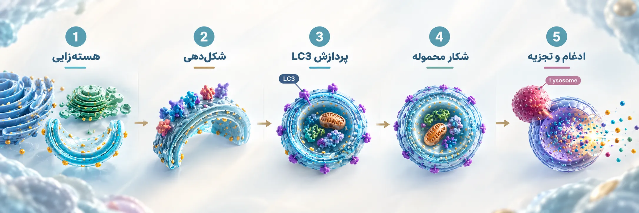 مراحل اتوفاژی